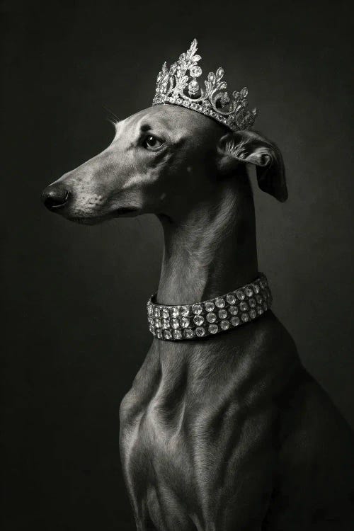 Regal Greyhound Portrait by Bona Fidesa wall art