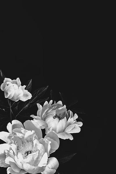 Black And White Peonies by Bona Fidesa art print