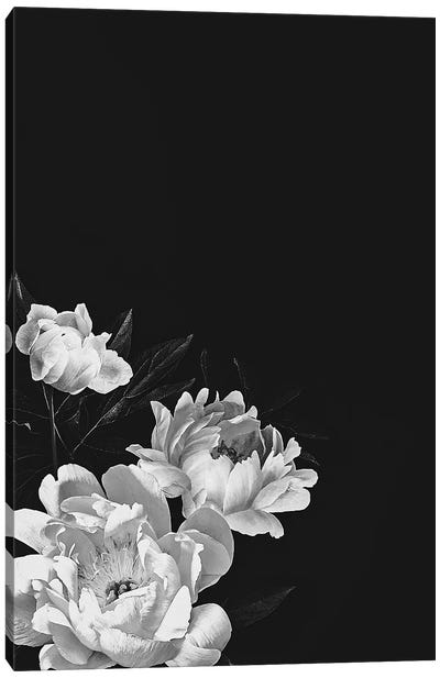 Black And White Peonies Canvas Art Print - Peony Art