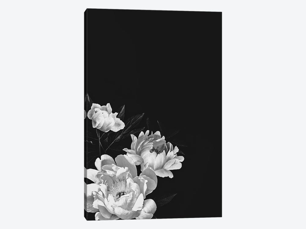 Black And White Peonies by Bona Fidesa 1-piece Canvas Wall Art