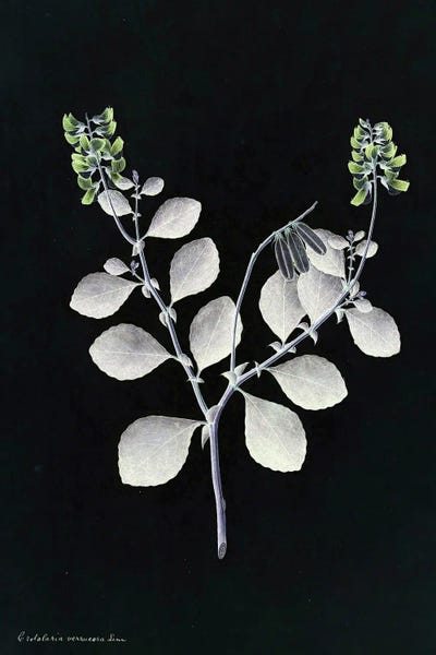 X-Ray Botanical Plant by Bona Fidesa framed wall art
