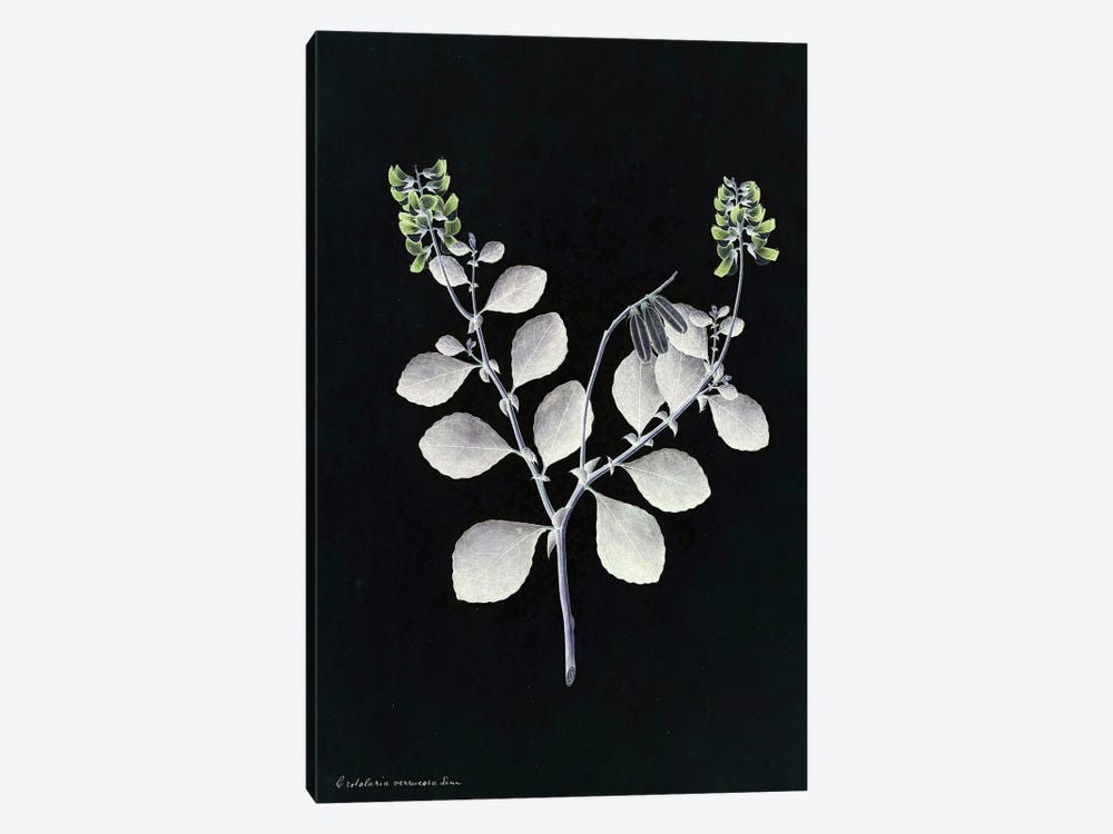 X-Ray Botanical Plant by Bona Fidesa 1-piece Canvas Art Print