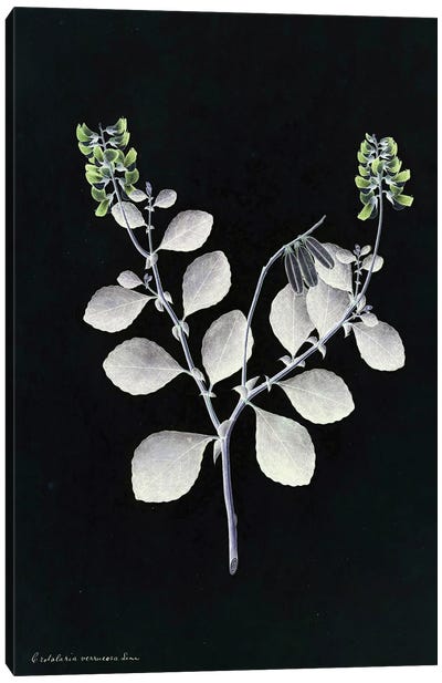 X-Ray Botanical Plant Canvas Art Print - Bona Fidesa