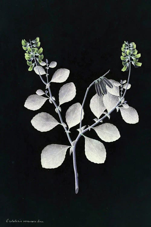 X-Ray Botanical Plant