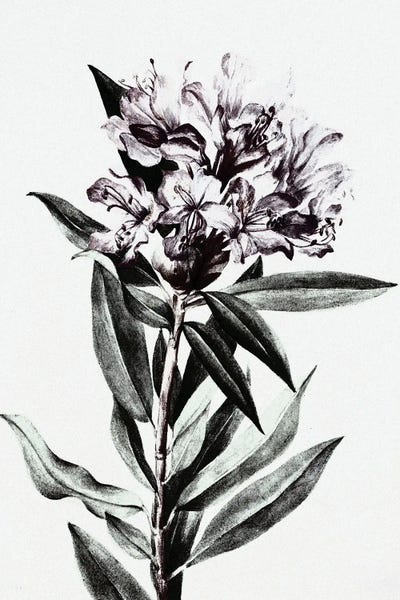 Wild Flower by Bona Fidesa framed wall art