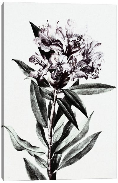 Wild Flower Canvas Art Print - Bona Fidesa