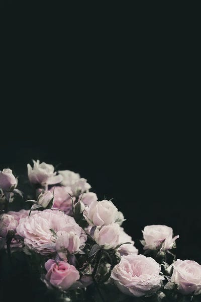 Blush Pink Rose by Bona Fidesa art print