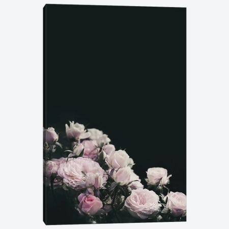 Blush Pink Rose Canvas Print #BFD99} by Bona Fidesa Canvas Art