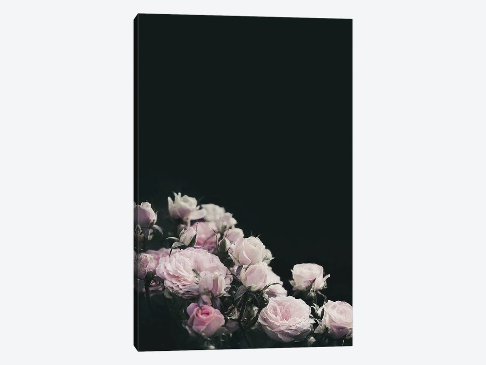 Blush Pink Rose 1-piece Canvas Print