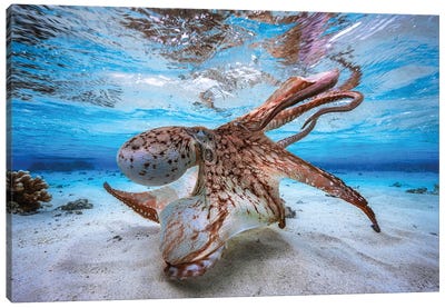 Dancing Octopus Canvas Art Print - Octopus Art