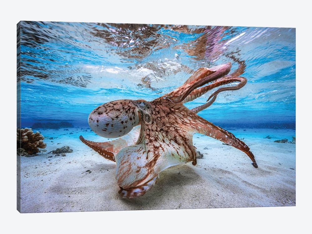 Dancing Octopus by Barathieu Gabriel 1-piece Art Print