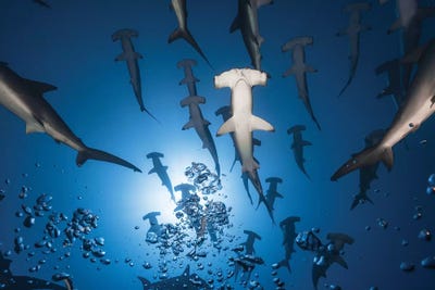 Hammerhead Sharks