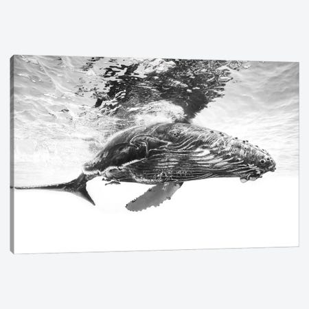 Humpback Whale Calf Canvas Print #BGA13} by Barathieu Gabriel Canvas Art