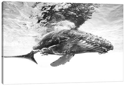 Humpback Whale Calf Canvas Art Print