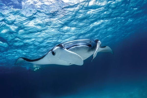 Barathieu Gabriel: Manta Ray by Barathieu Gabriel