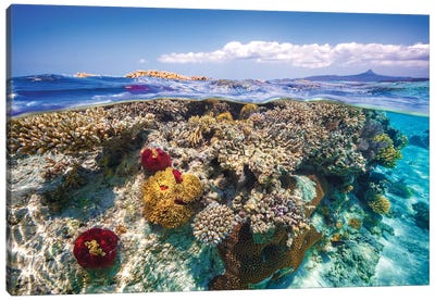 Mayotte : The Reef Canvas Art Print - Underwater Art