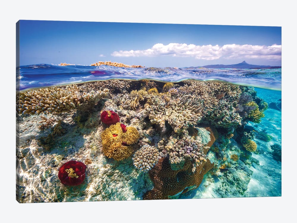 Mayotte : The Reef by Barathieu Gabriel 1-piece Canvas Art