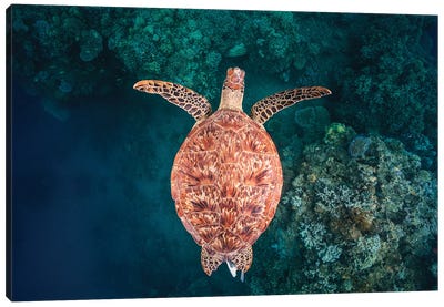 Flying Over The Reef Canvas Art Print