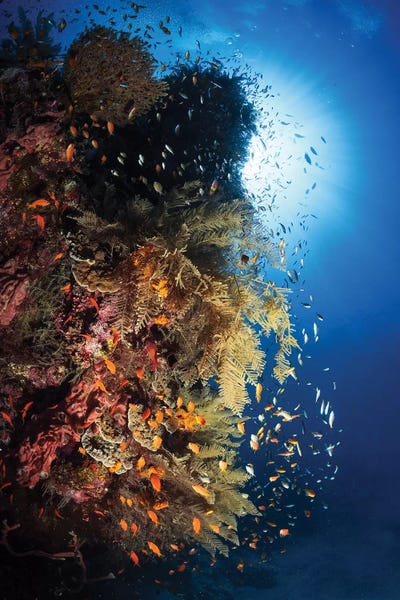 Barathieu Gabriel: Life Explosion by Barathieu Gabriel