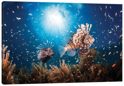 Lionfish Canvas Art Print