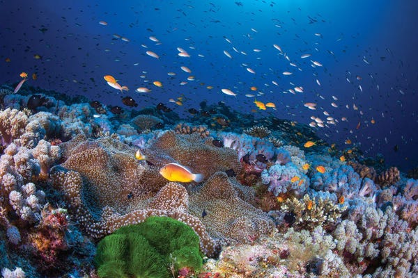 Barathieu Gabriel: Anemon And Anthias by Barathieu Gabriel