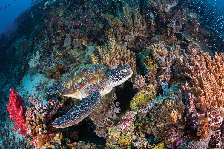 Coral Garden And Green Turtle