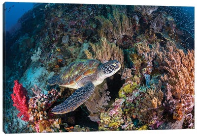 Coral Garden And Green Turtle Canvas Art Print - Coral Art