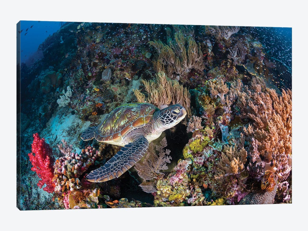 Coral Garden And Green Turtle by Barathieu Gabriel 1-piece Canvas Wall Art
