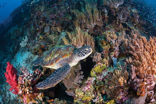 Barathieu Gabriel: Coral Garden And Green Turtle by Barathieu Gabriel