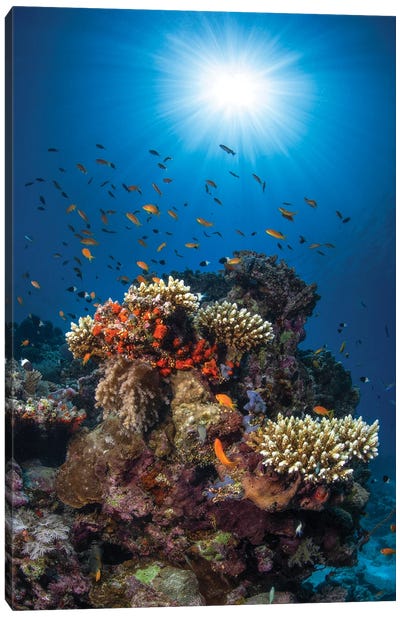 Reef And Sunshine Canvas Art Print - Underwater Art