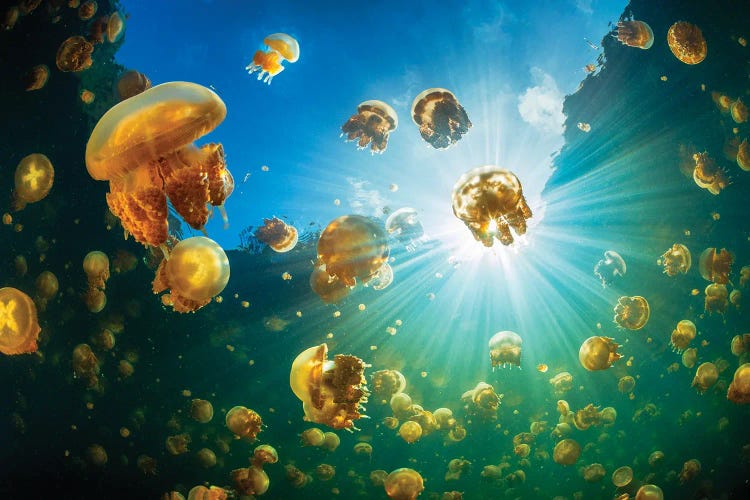 Sunlight And Jellyfish