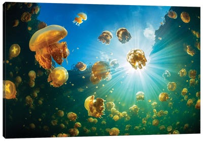 Sunlight And Jellyfish Canvas Art Print