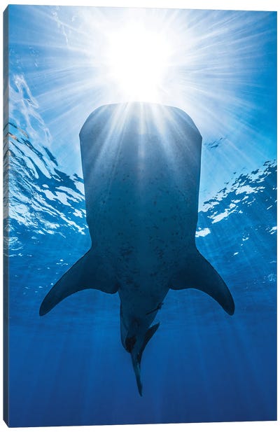 Whale Shark And Sun Canvas Art Print