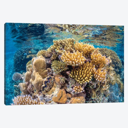 Reef Of Mayotte Canvas Print #BGA40} by Barathieu Gabriel Canvas Art Print