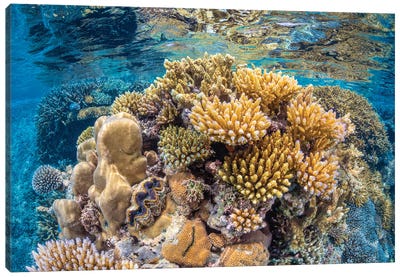 Reef Of Mayotte Canvas Art Print - Coral Art