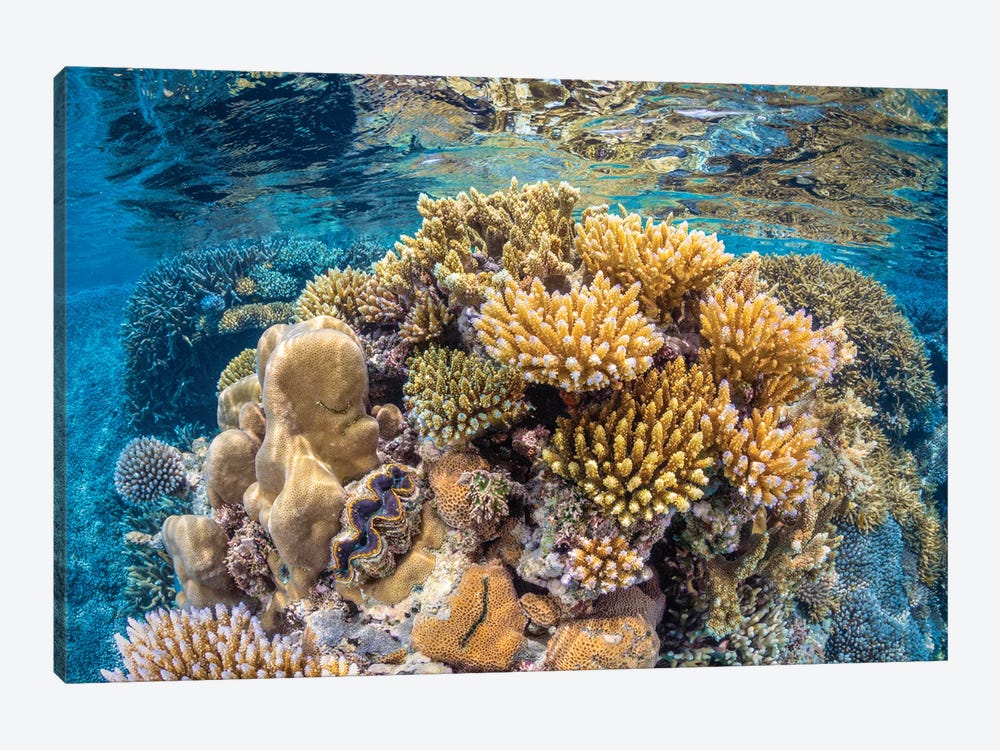 Reef Of Mayotte by Barathieu Gabriel 1-piece Art Print