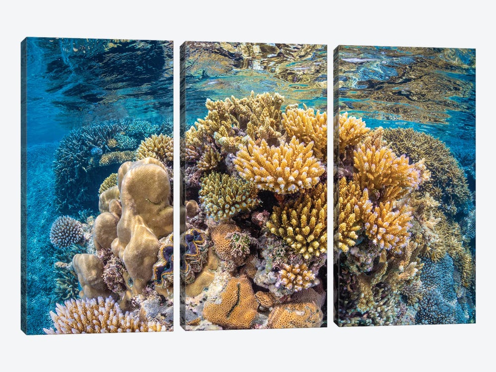 Reef Of Mayotte by Barathieu Gabriel 3-piece Canvas Print