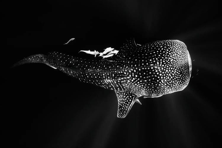 black and white whale photography