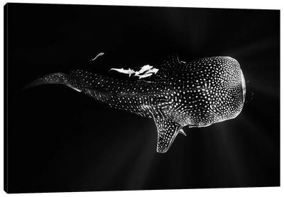 Black And Whale Shark Canvas Art Print