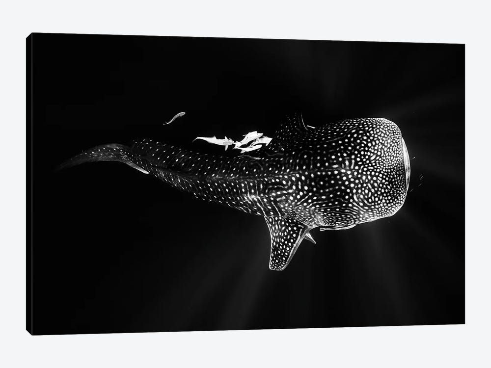 Black And Whale Shark 1-piece Canvas Art Print
