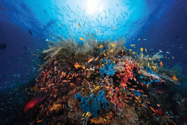 Barathieu Gabriel: Apnea by Barathieu Gabriel