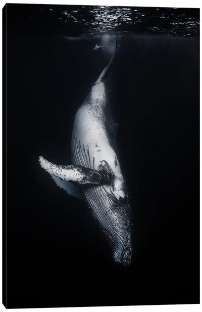 Black Whale Canvas Art Print