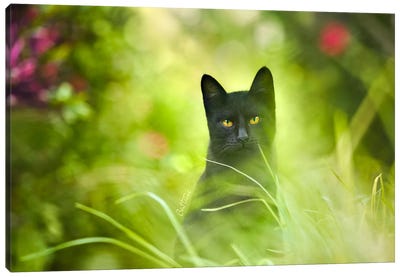 Black Cat Canvas Art Print - Animal & Pet Photography
