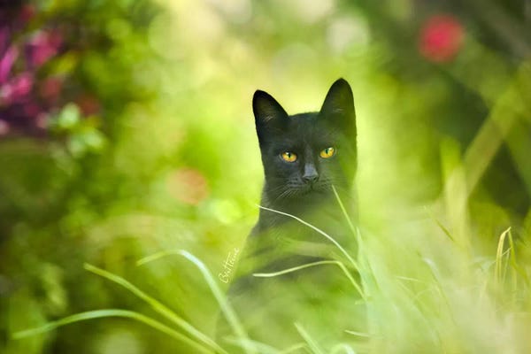 Ben Heine: Black Cat by Ben Heine