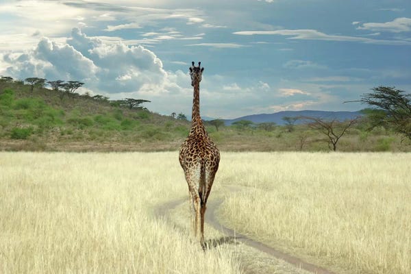 Giraffes: Until I get There by Ben Heine