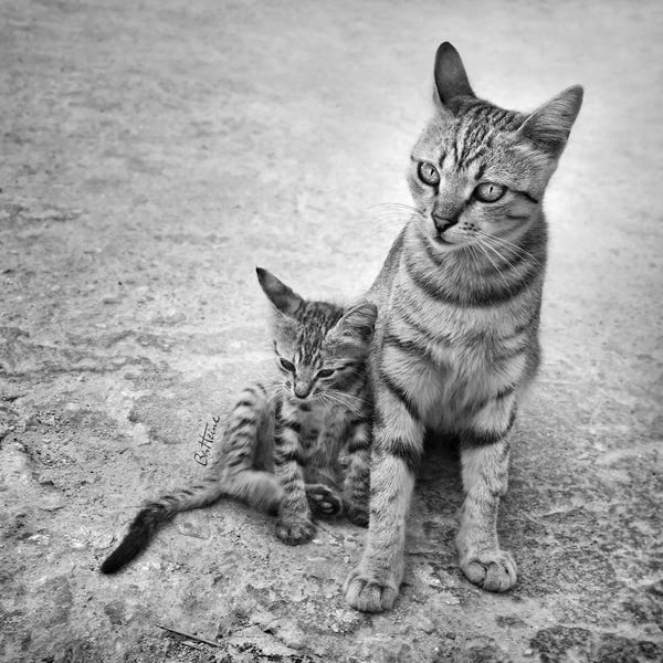 Tabbies: Never Leave Me Alone by Ben Heine