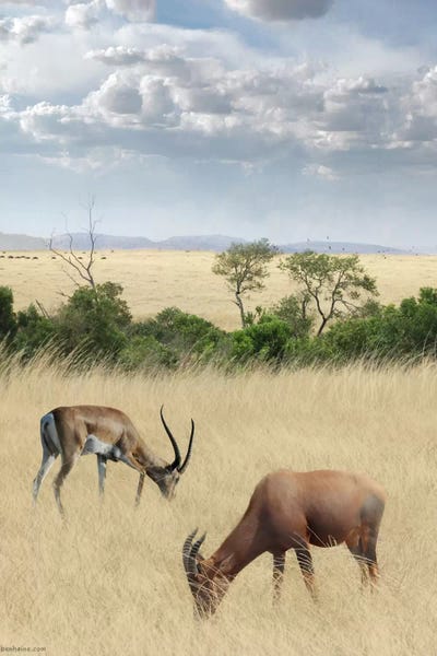 Kenya #2 by Ben Heine acrylic art print