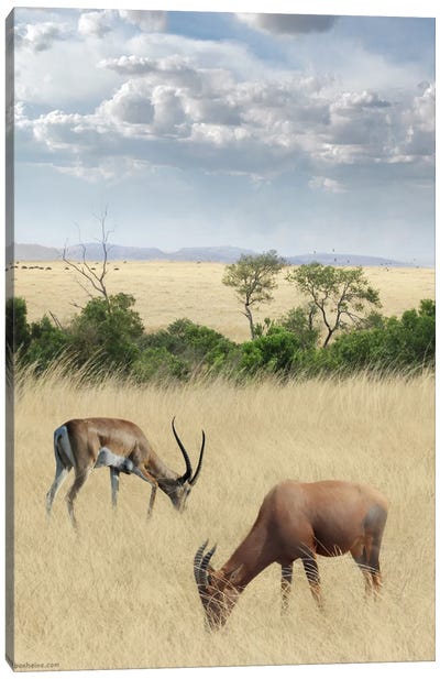 Kenya #2 Canvas Art Print - Antelopes