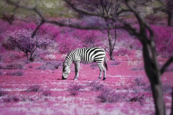 Zebras: Kenya VII by Ben Heine