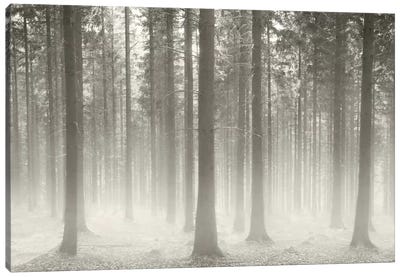 Polish Forest II Canvas Art Print - Ben Heine